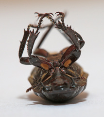 Prismognathus dauricus