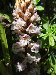 Orobanche crenata