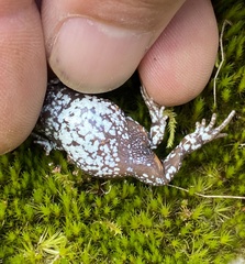 Pseudophryne bibronii