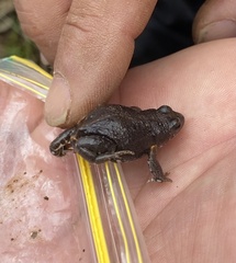 Pseudophryne bibronii