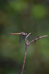 Lathrecista asiatica