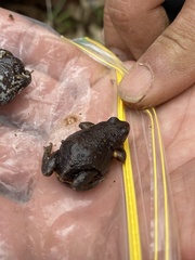 Pseudophryne bibronii