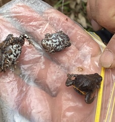 Pseudophryne bibronii