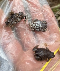 Pseudophryne bibronii