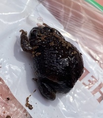 Pseudophryne bibronii