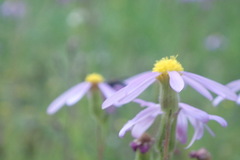 Senecio arenarius
