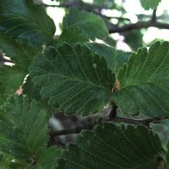 Nothofagus pumilio