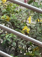 Cinnyris chloropygius