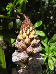 Orobanche crenata