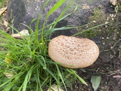 Cerioporus squamosus