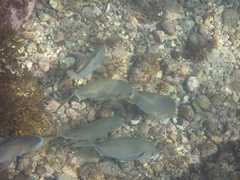 Pseudocaranx georgianus