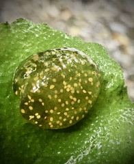 Theodoxus fluviatilis