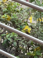 Cinnyris chloropygius