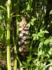 Orobanche crenata