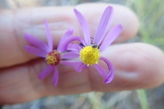 Senecio arenarius