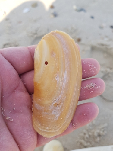 Oblong Otter-shell