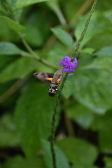 Macroglossum