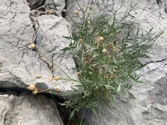 Cephalaria leucantha