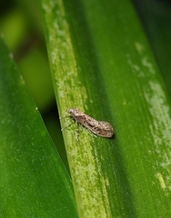 Atomotricha