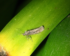 Atomotricha