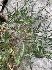 Cephalaria leucantha