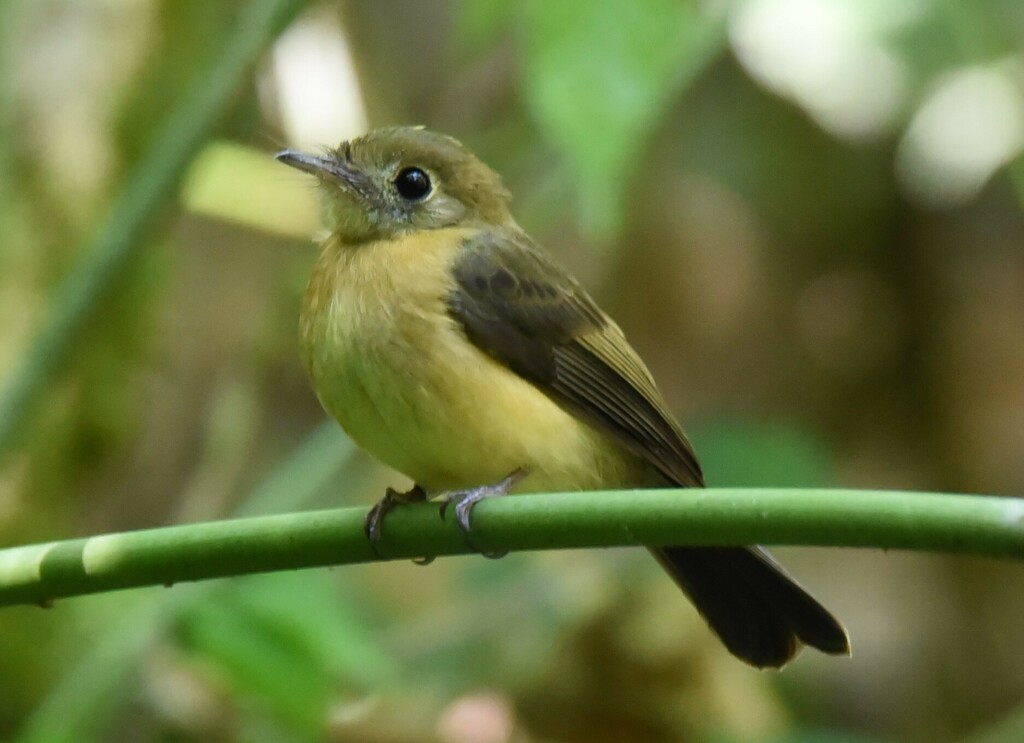 Sulphur-rumped Flycatcher (Myiobius sulphureipygius) photo