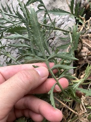 Cephalaria leucantha