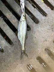 Hemiculter leucisculus