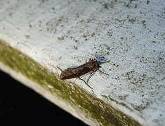 Atomotricha