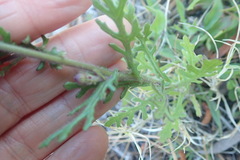 Senecio arenarius