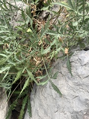 Cephalaria leucantha