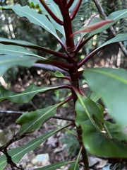 Anopterus macleayanus