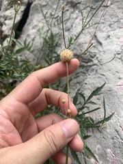 Cephalaria leucantha