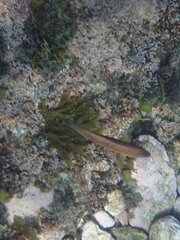 Austrolabrus maculatus