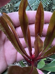 Anopterus macleayanus