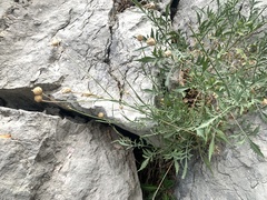 Cephalaria leucantha