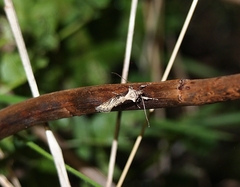 Atomotricha