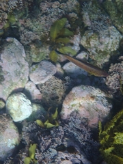 Austrolabrus maculatus