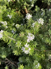 Westringia fruticosa