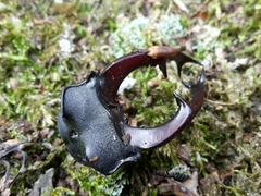 Lucanus cervus