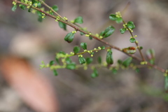 Phyllanthus hirtellus