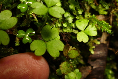 Oxalis magellanica