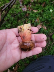 Neoboletus