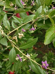 Lycium barbarum