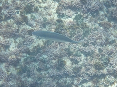Pseudocaranx georgianus