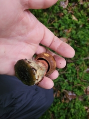 Neoboletus