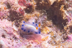 Nudibranchia