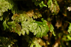 Hymenophyton flabellatum