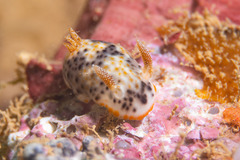 Chromodoris