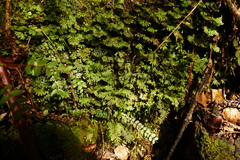 Hymenophyton flabellatum